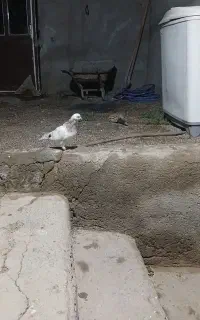 کبوتر