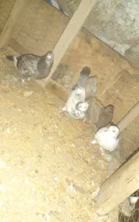 کبوترای تضمنی معاوضه هم میکنم بالوازم موتورهندا