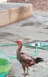مرغ لاری اصل