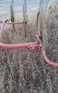 فروش ریگ یونجه سالم