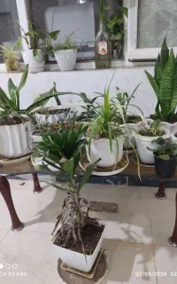 گل طبیعی