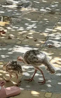 مرغ بوقلمون