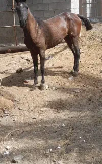 فروش اسب