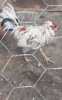 خروس گلین