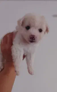 واگذاری پت