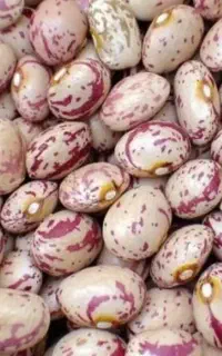 لوبیا چیتی امسالی وزودپز فقط ۵۰کیلو مونده