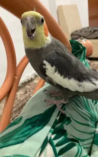 عروس هلندی گم شده
