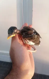 جوجه مینا افغان دستی
