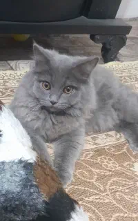 گربه بیریتیش بلو