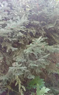 درخت نوئل