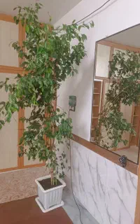 فروش گل ها