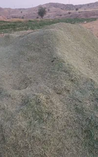 فروش یونجه