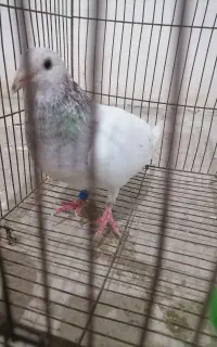 سارماده