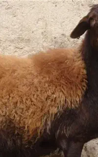 دوغ‌‌هسه‌گوسفندی