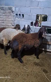قوچ ساده