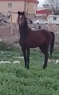 اسب نریان 7ساله عرب ایرانی مدرک دار