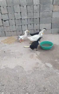 فروش دوجفت اردک تخم گذار