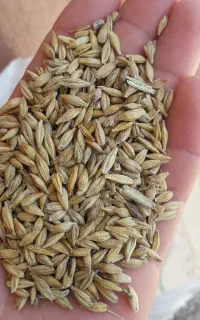 فروش گندم وجو شش پر