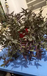 حراج گل چشم آهویی