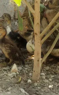 پنکه با مرغ و خروس