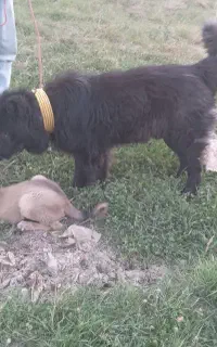 سگ گله
