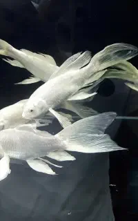 ماهی کوی سوپرباله (پلاتینیوم)