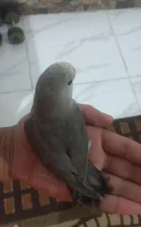 طوطی برزیلی نر