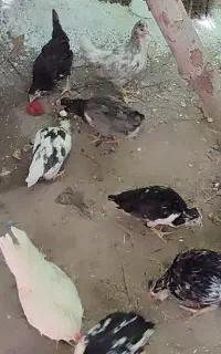 جوجه گلین دم تخم
