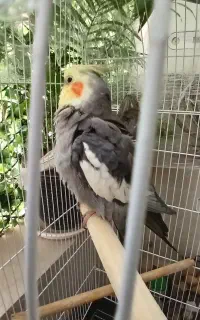 عروس هلندی نرو ماده