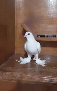 فروش ۱۰عددسفیدلوتی