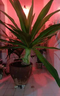 گل سوسن
