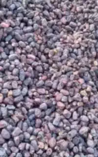 سلام خدمت باغ داران محترم خرید خرما کده