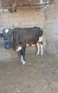 گاو چاق