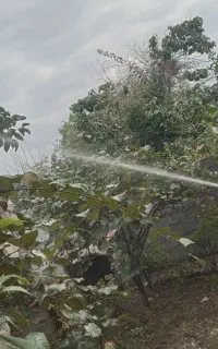 علفتراشی و سمپاشی و هرسکاری
