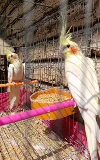 عروس هلندی