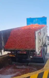 خریدار گوجه ربی