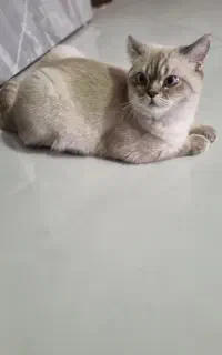 گربه بریتیش ۵ ماهه