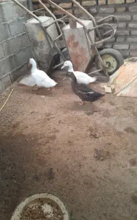 اردک