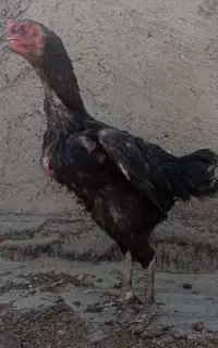 مرغ لاری