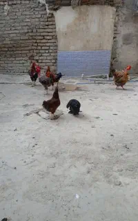 همه باهم