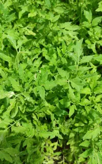 نهال گوجه ارزان