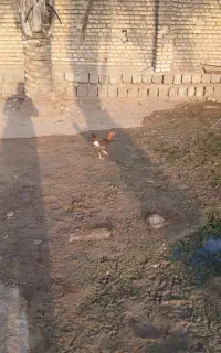 غاز و خروس