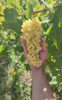 انگورسفید بی دانه  درجه1