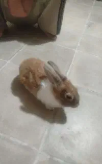 خرگوش