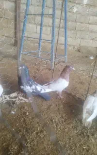 سینه ای