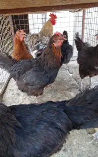 نیمچه مرغ و خروس،مرغ تخمگذار ،جوجه،جوجه بوقلمون