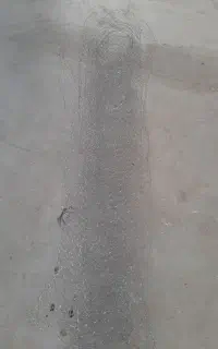 طورمرغی