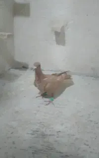 زرد و پلنگ