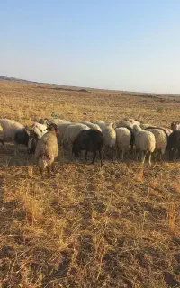 میش تخمی