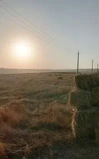 کلش گندم